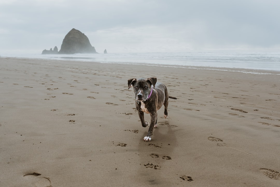 a dog running on a beach with footprints in the sand,