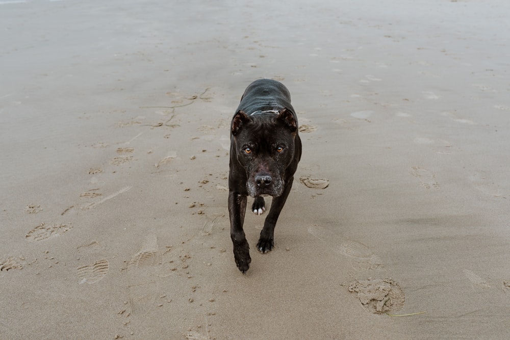 um cão preto andando através de uma praia de areia