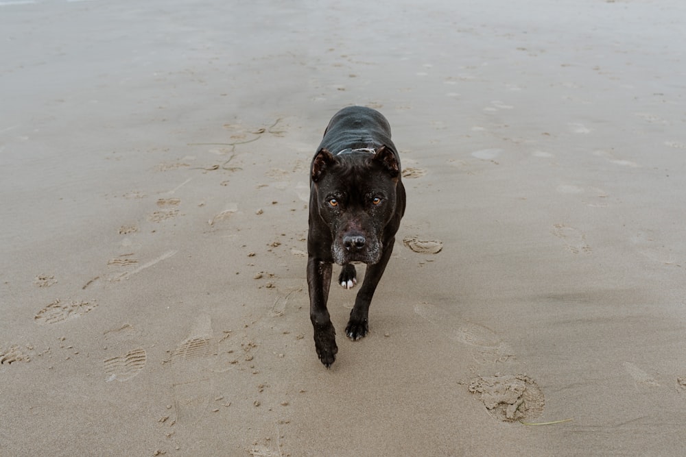 a black dog walking across a sandy beach