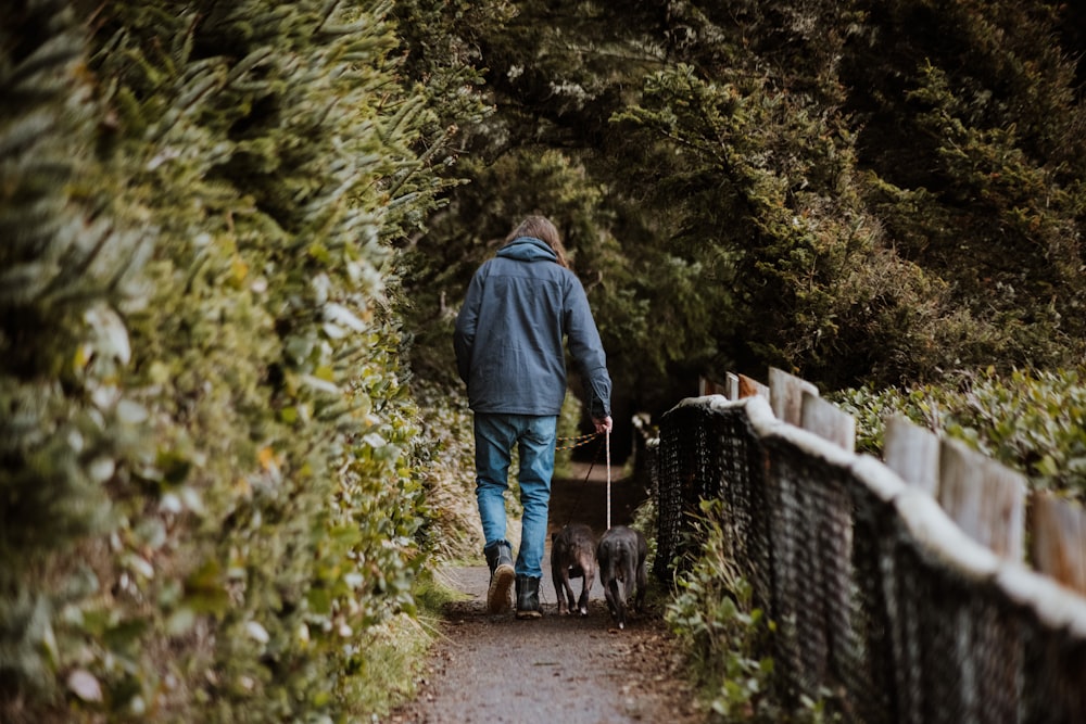 a person walking with two dogs on a path