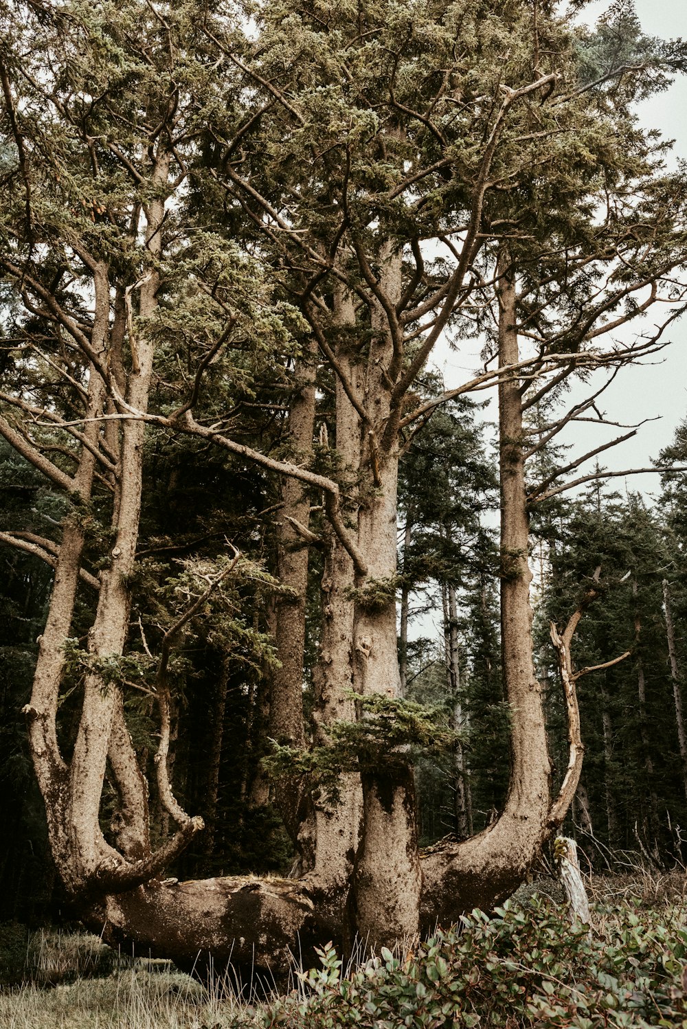 a group of trees that are standing in the grass