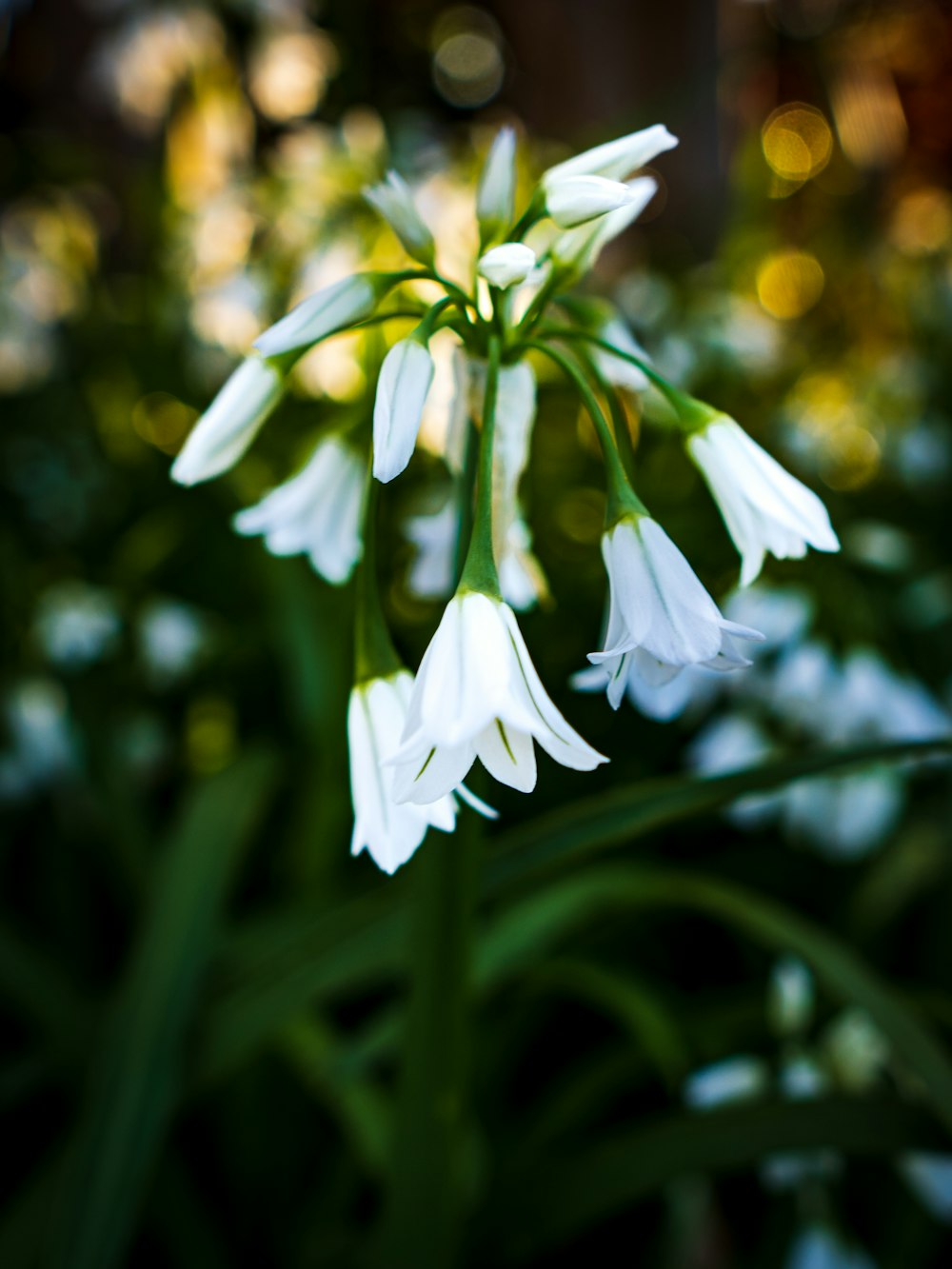 a close up of a white flower on a plant