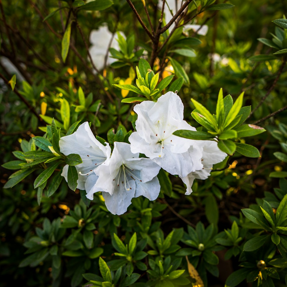 white flowers are blooming on a bush