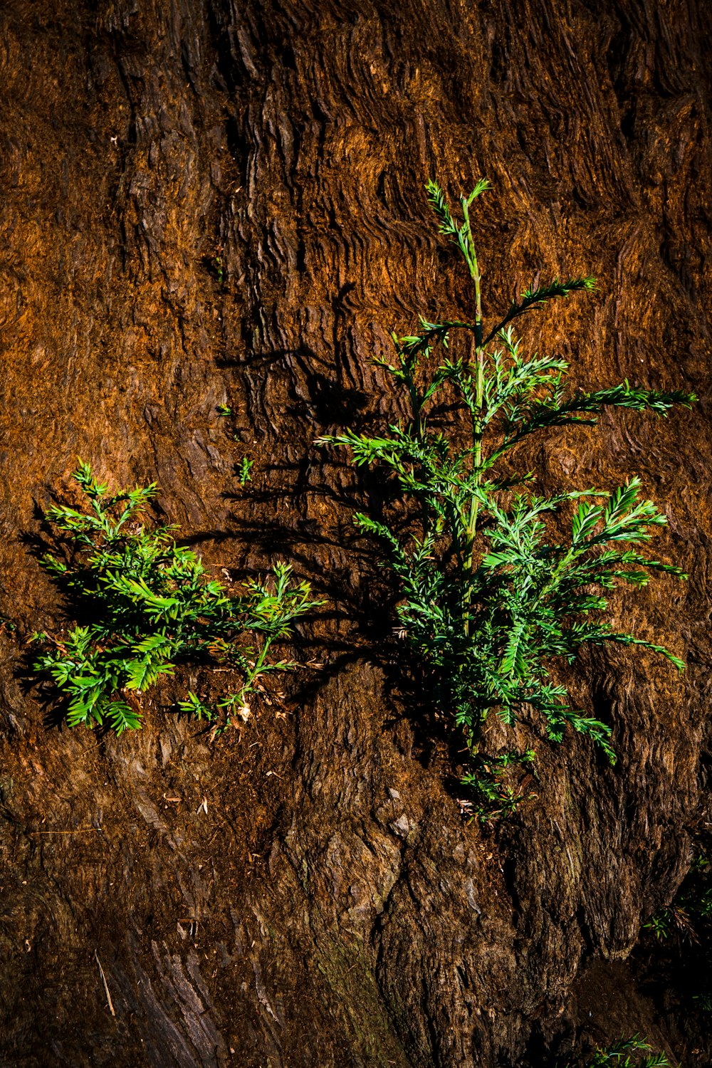 une plante poussant sur le flanc d’un rocher