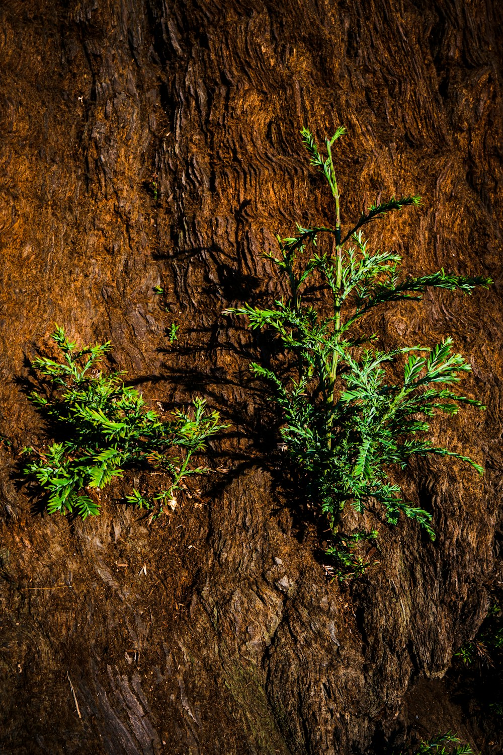 a plant growing out of the side of a rock