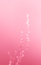 An elegant, minimalist forest painting featuring slender trees with powder pink accents on a white background.