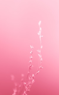 Delicate, wispy branches stand against a soft pink background, creating a minimalistic and ethereal atmosphere.