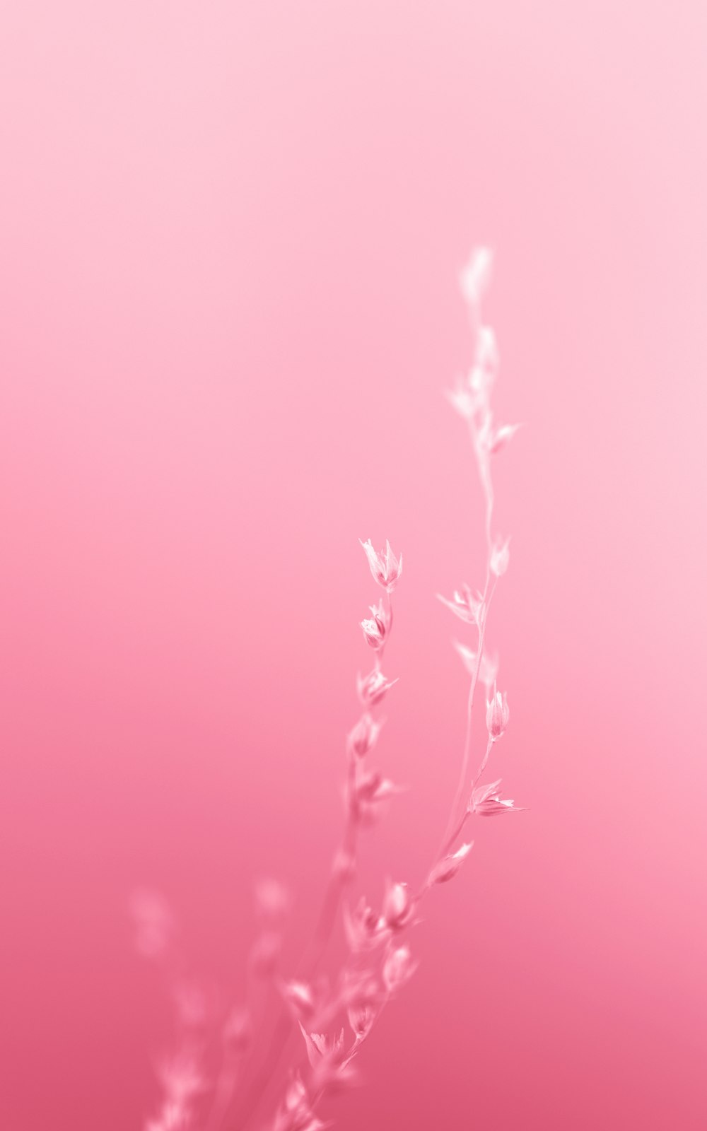 a close up of a plant on a pink background