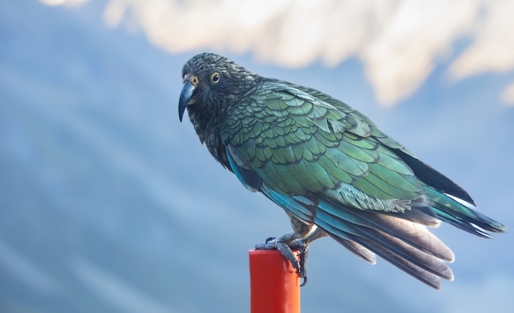 a green bird perched on top of a red pole