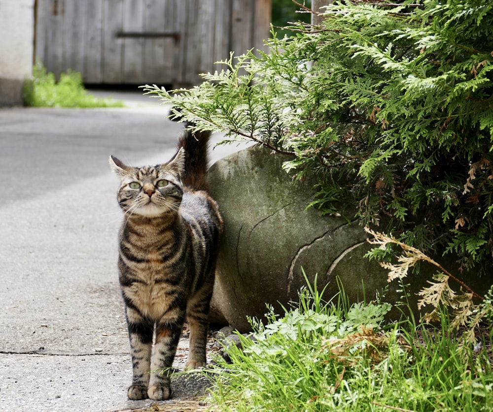 a cat walking down a sidewalk next to a bush