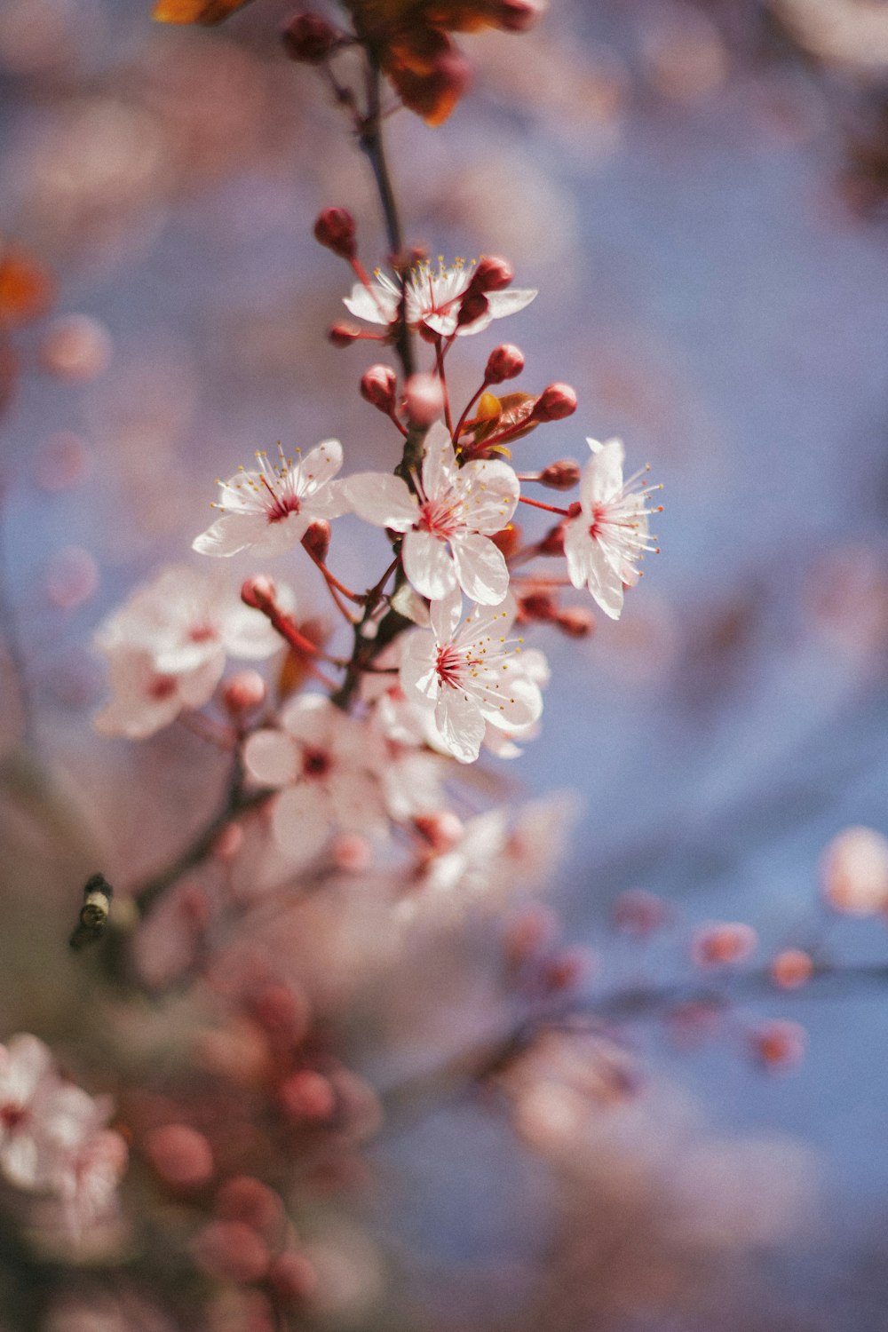 a close up of a flower on a tree