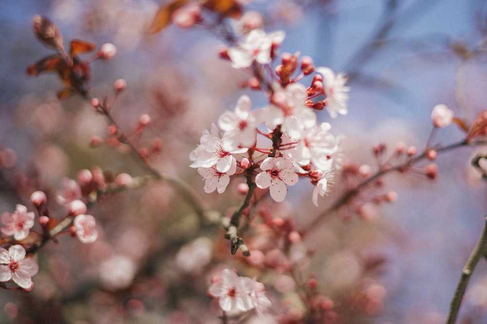 Un primer plano de una flor en un árbol