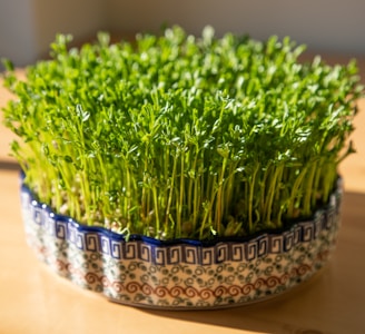 a close up of a bowl of grass on a table