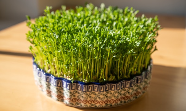 a close up of a bowl of grass on a table