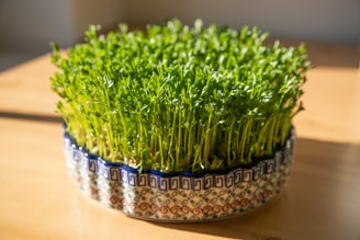 A ceramic bowl intricately patterned in blue and white holds a dense cluster of fresh green sprouts. The sprouts are well-lit, showcasing vibrant colors and a healthy appearance. The bowl sits on a wooden surface with soft natural light creating subtle shadows.