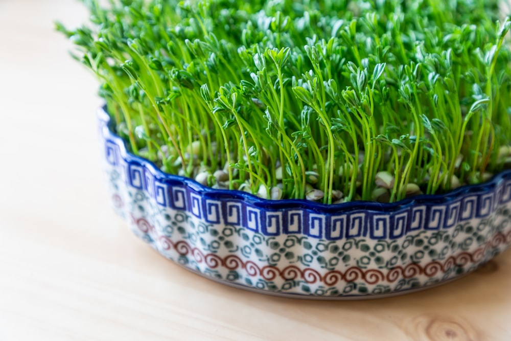 a close up of a bowl of grass on a table