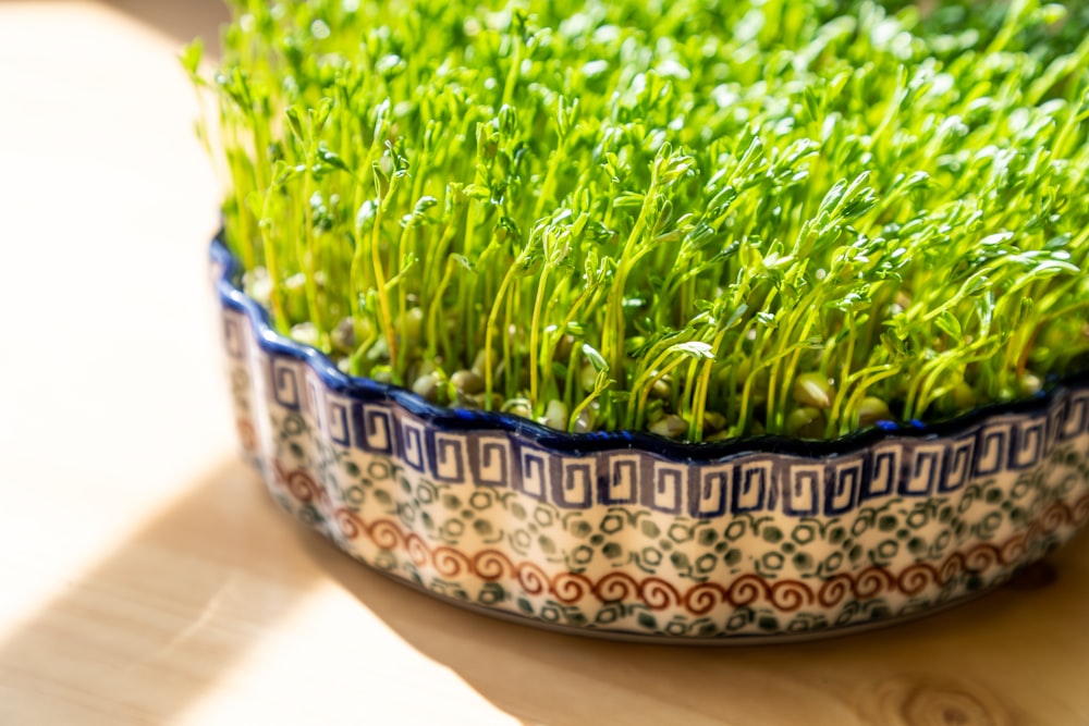 a bowl filled with green grass sitting on top of a wooden table