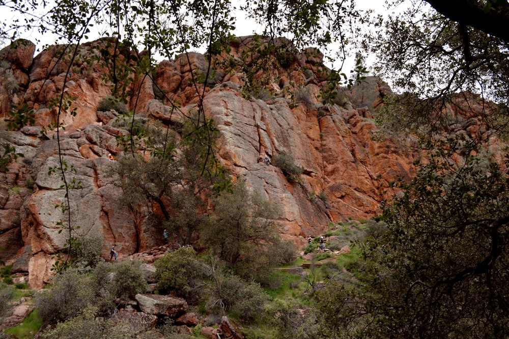 a large rock formation with trees growing on it