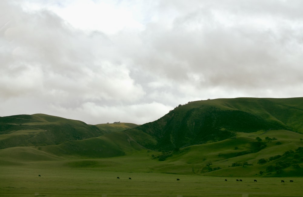 a field with animals grazing on it under a cloudy sky