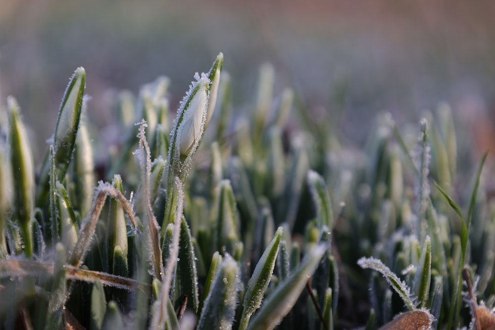 a close up of grass with frost on it