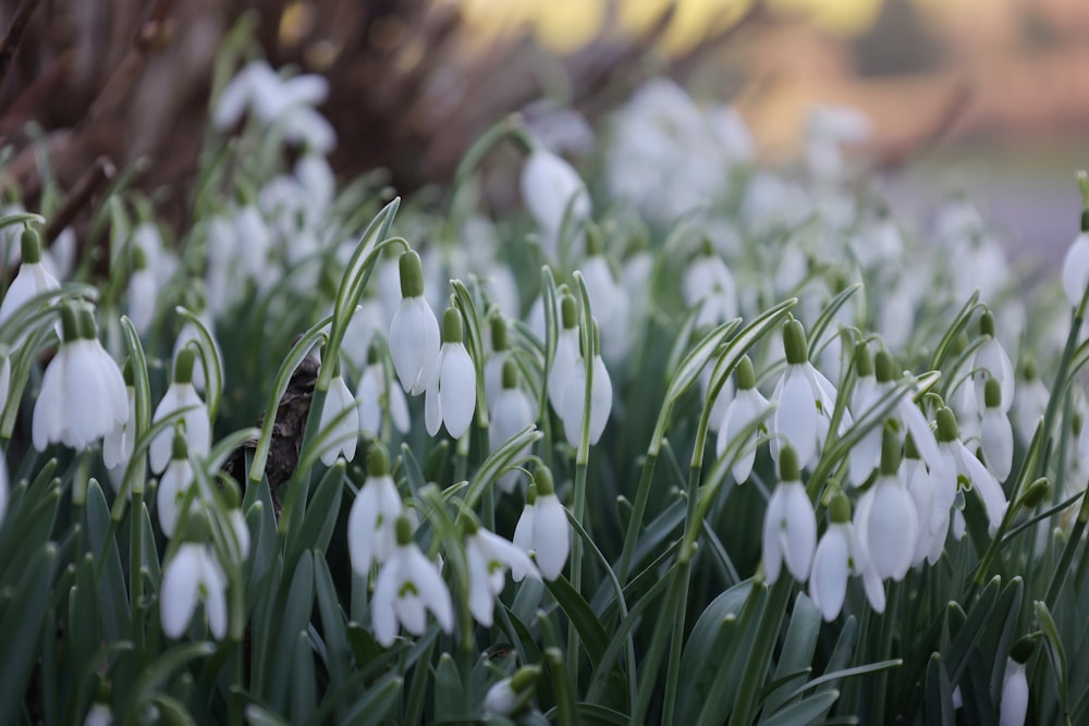 a bunch of white flowers that are in the grass