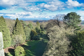 Aerial view of a lush eucalyptus plantation under a clear blue sky.
