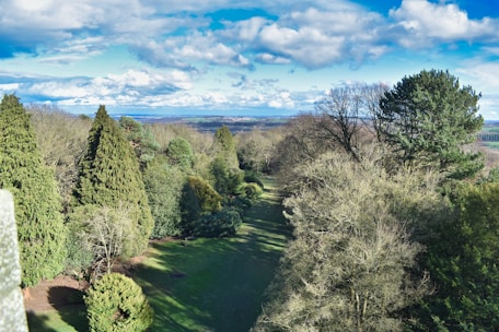Aerial view of a lush eucalyptus plantation under a clear blue sky.