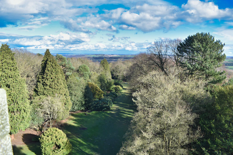 A vibrant aerial view of a lush reforested area in Thailand, showcasing the impact of Herbcoin.