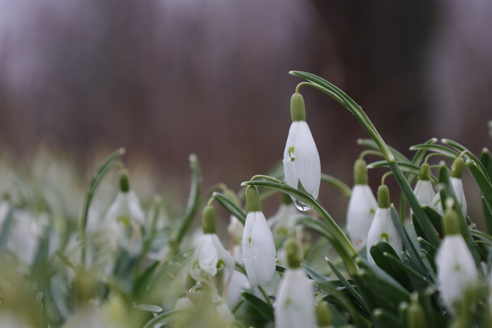 a group of white flowers with green stems