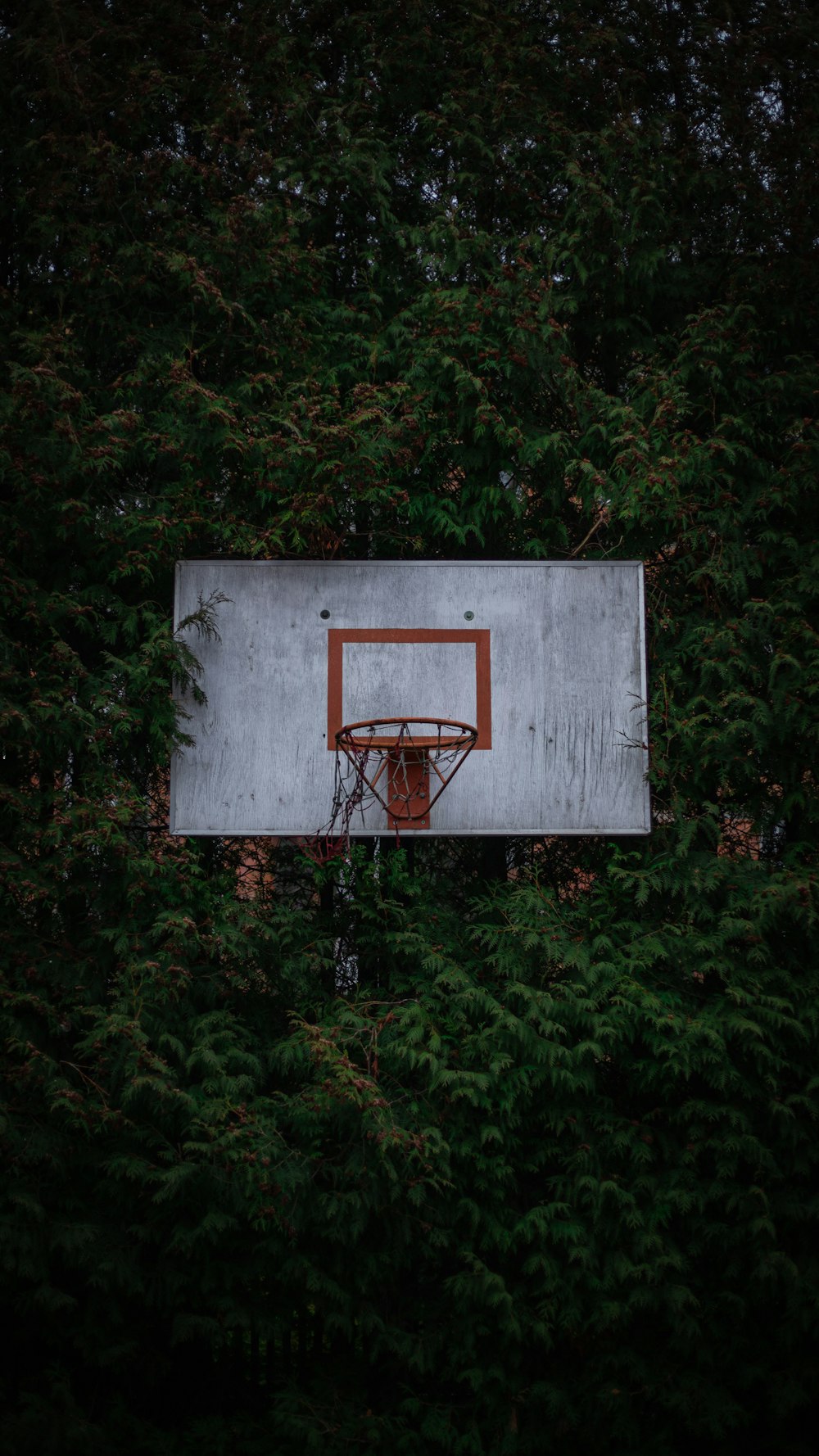 a basketball hoop in the middle of a forest
