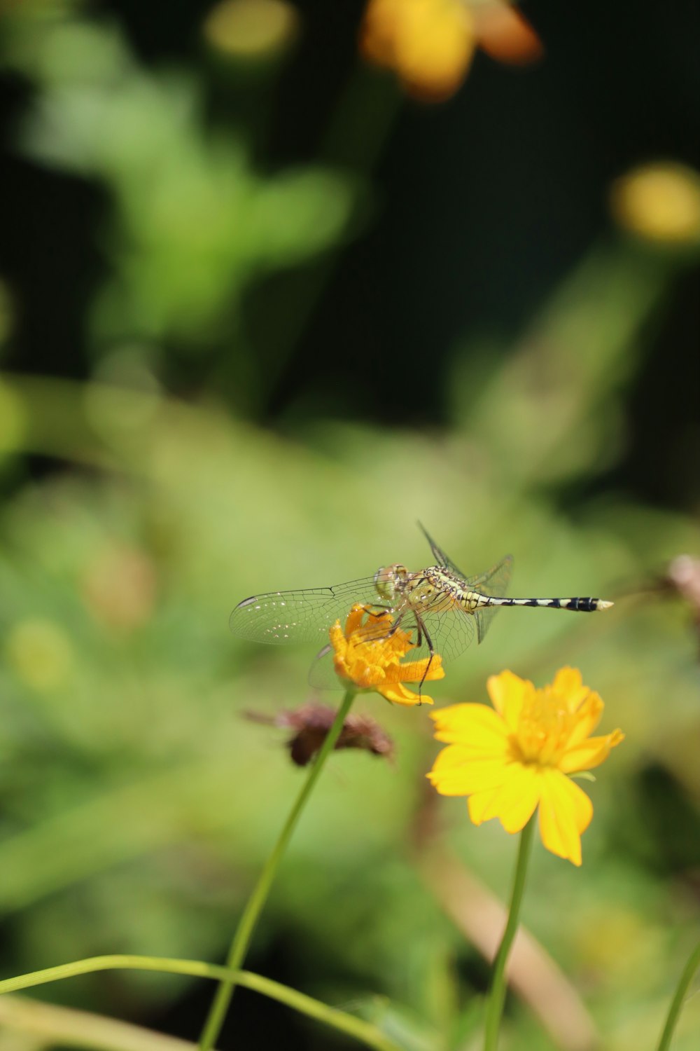 a dragonfly sitting on top of a yellow flower