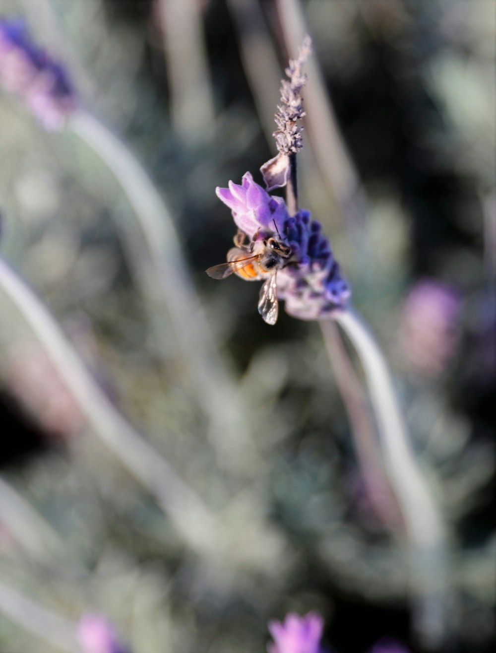 a bee is sitting on a lavender flower