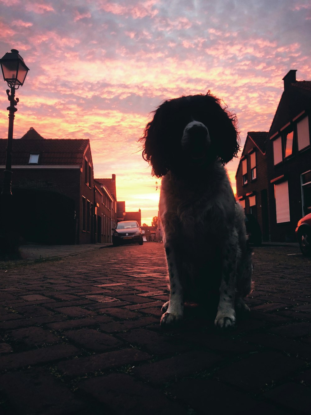 a black and white dog sitting on top of a brick road