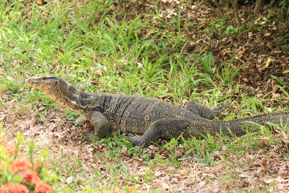 a large lizard sitting on the ground in the grass