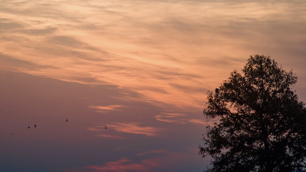 a tree and some birds flying in the sky