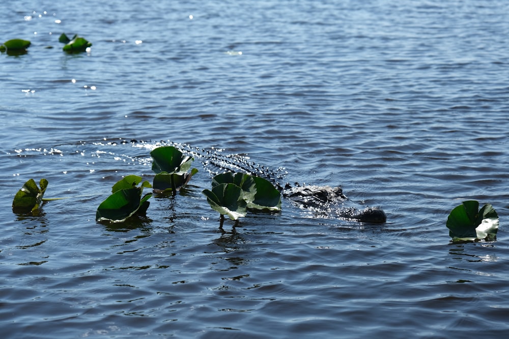 a group of water lilies floating on top of a lake