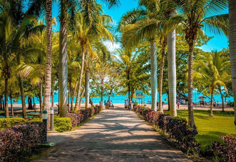 a pathway lined with palm trees leading to the beach