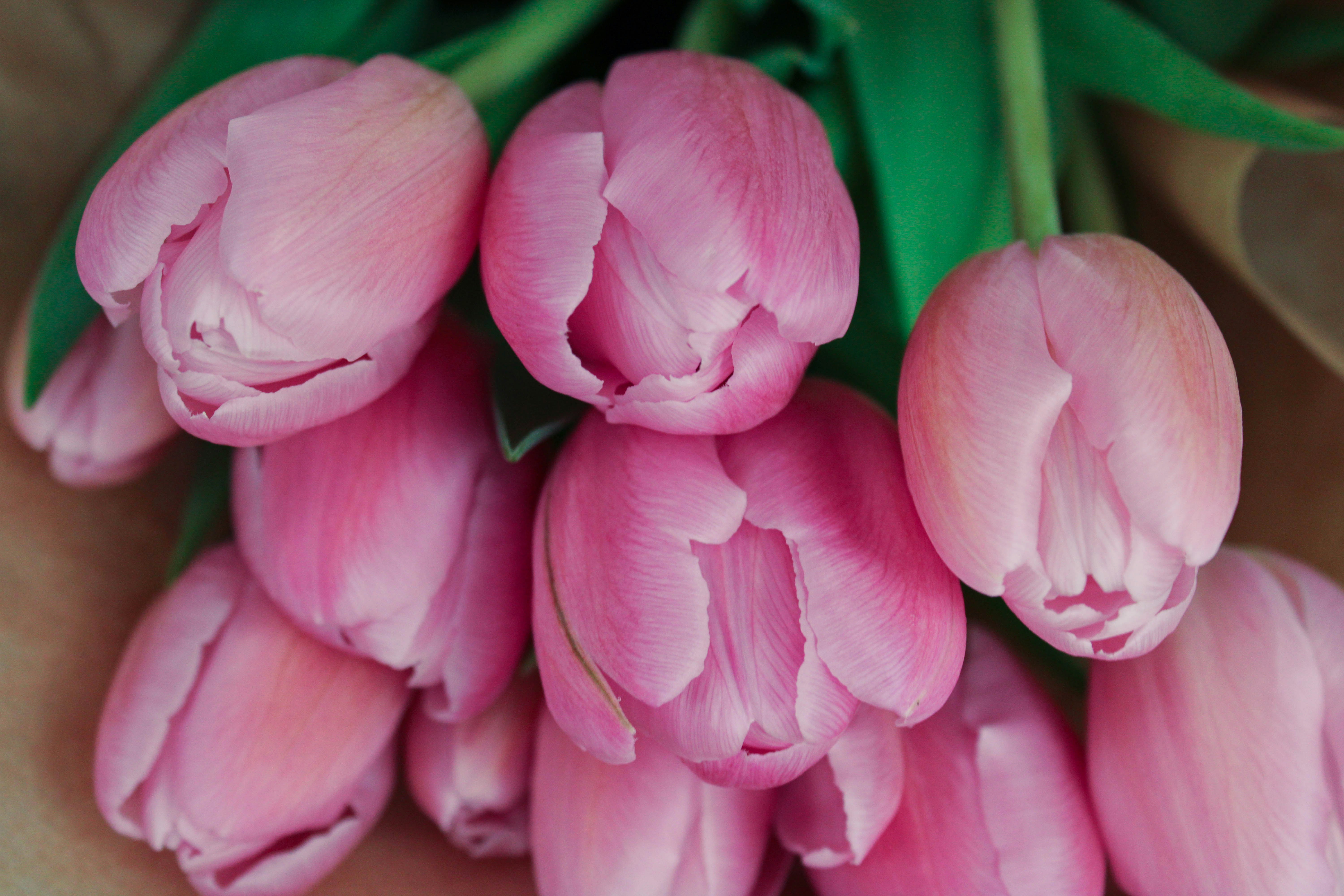 Ein Strauß rosa Tulpen sitzt auf einem Tisch