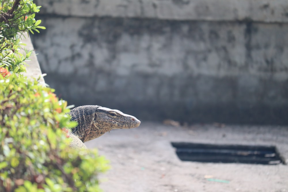 a small turtle is sitting on a rock