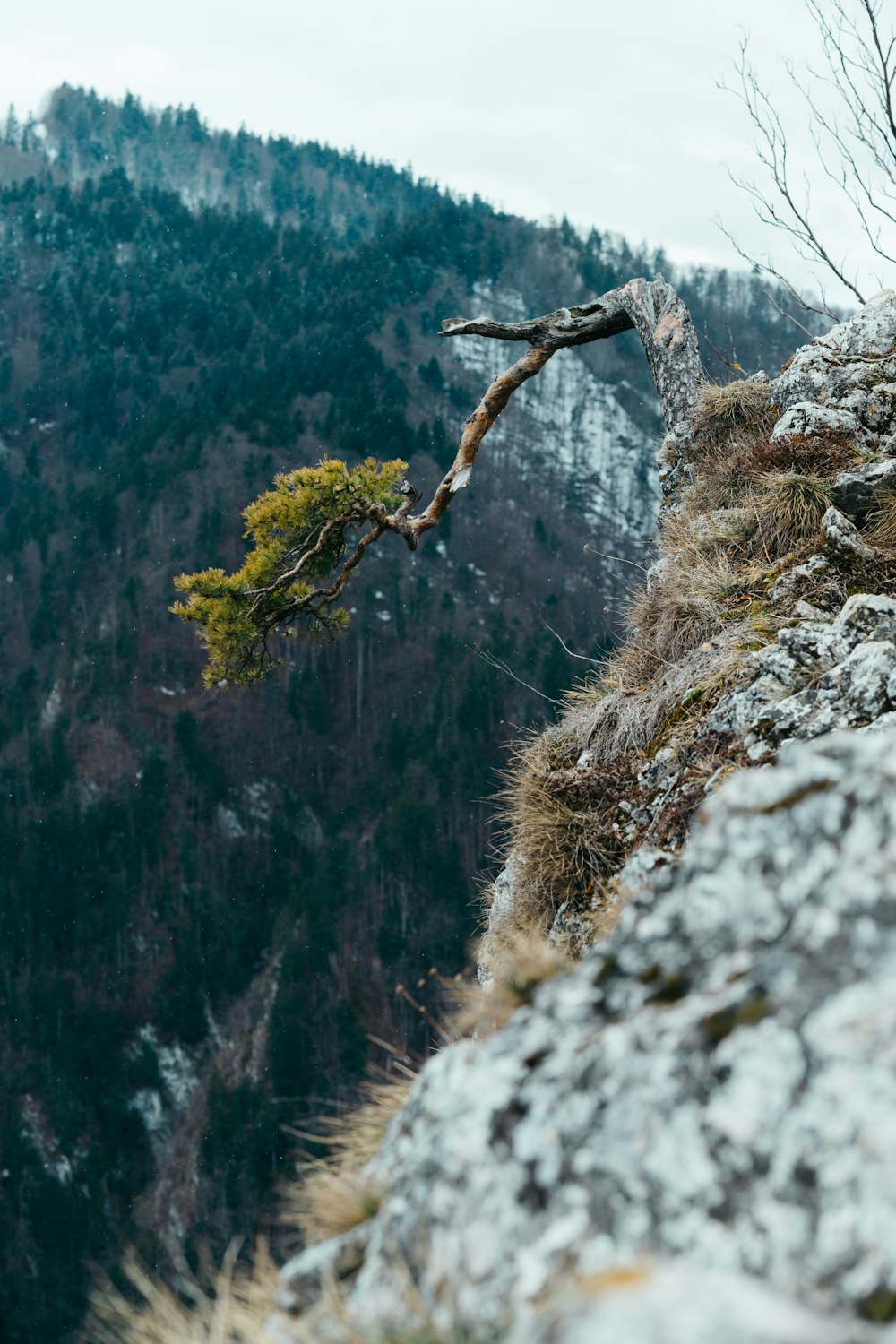 a lone tree on the side of a mountain