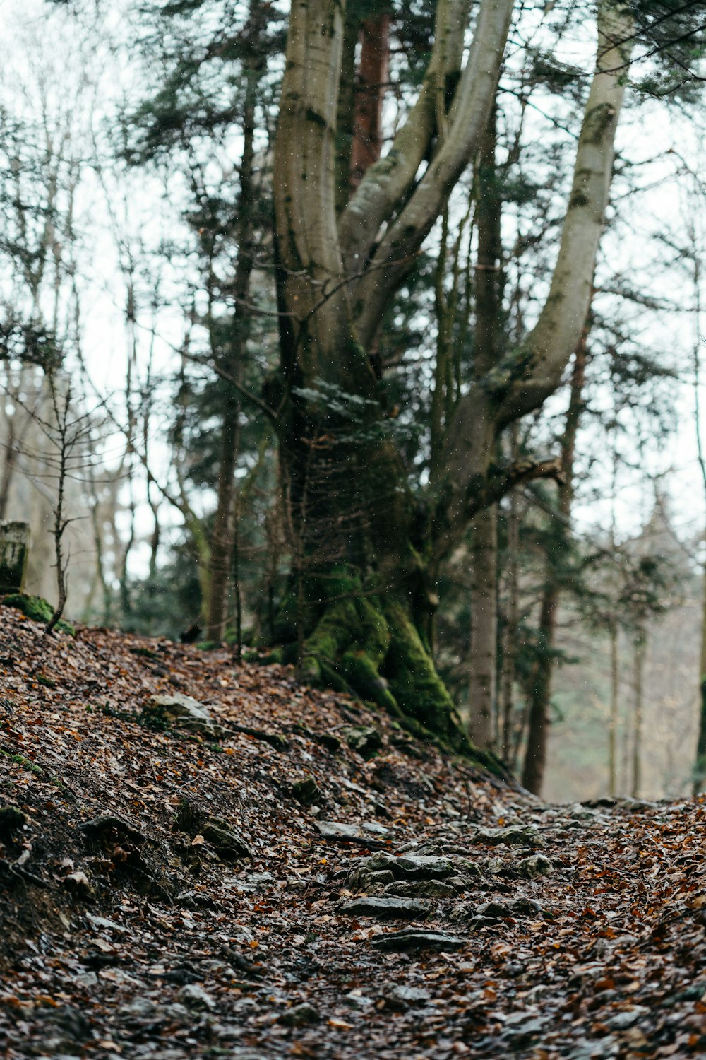 a person riding a bike on a trail in the woods