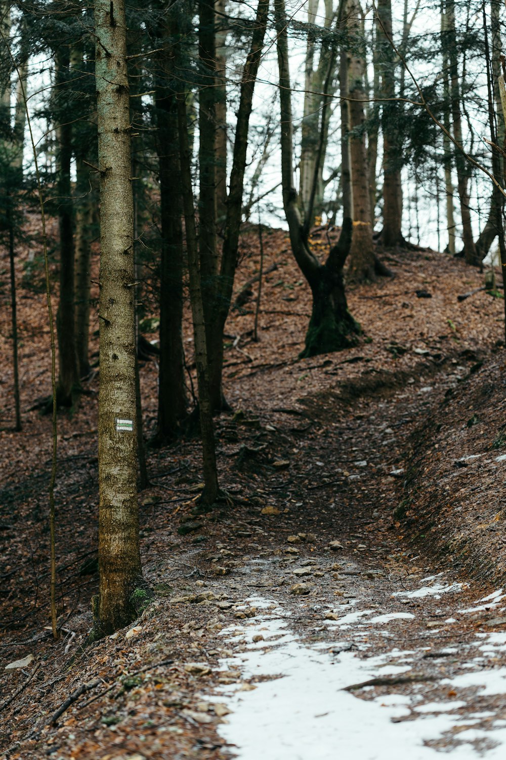 a snow covered path in a wooded area