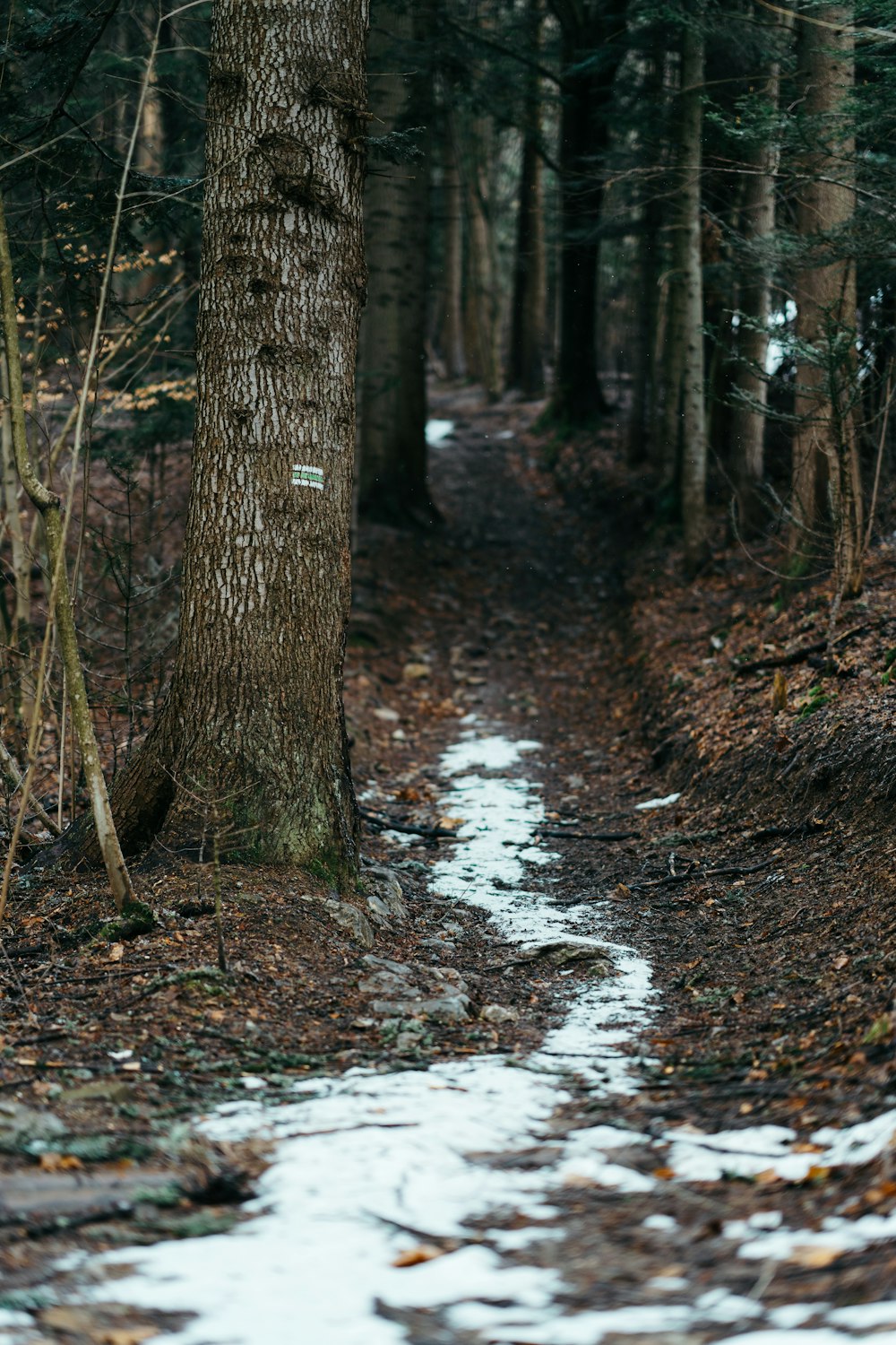 a path in the woods with snow on the ground