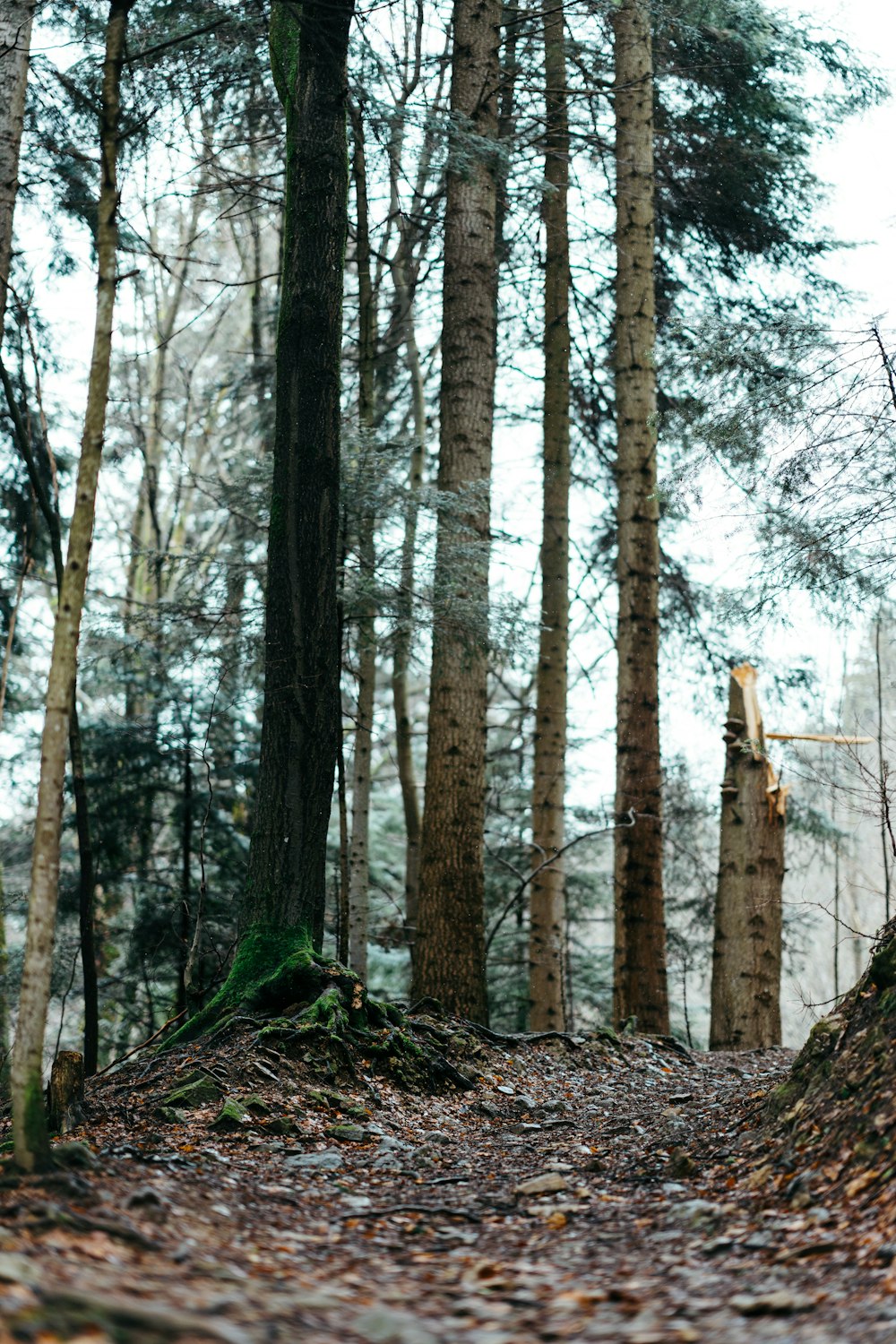 a trail in the middle of a forest with lots of trees