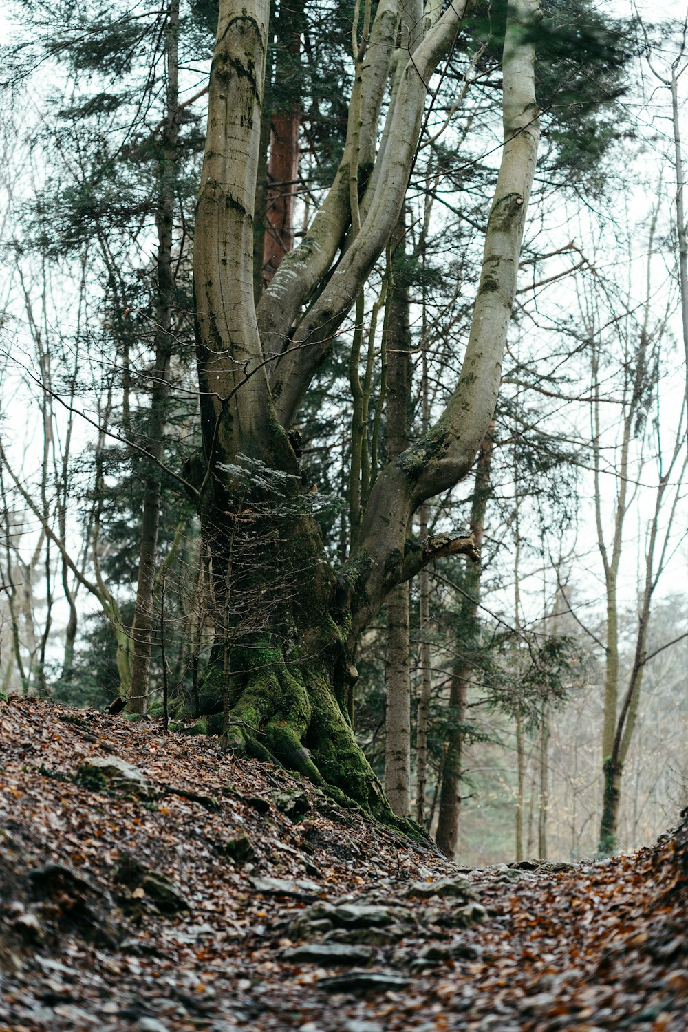 a bench sitting in the middle of a forest