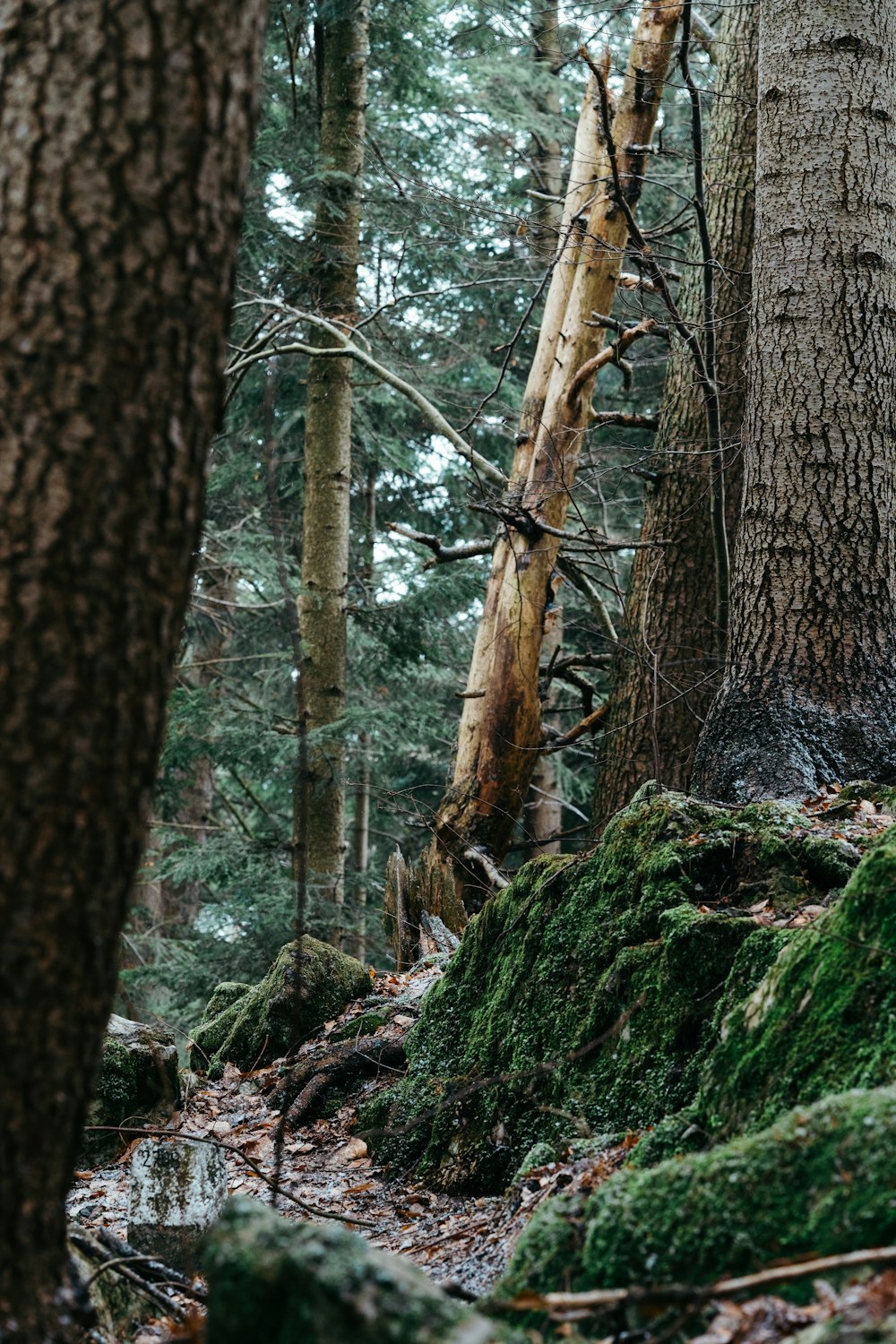 a man riding a mountain bike through a forest