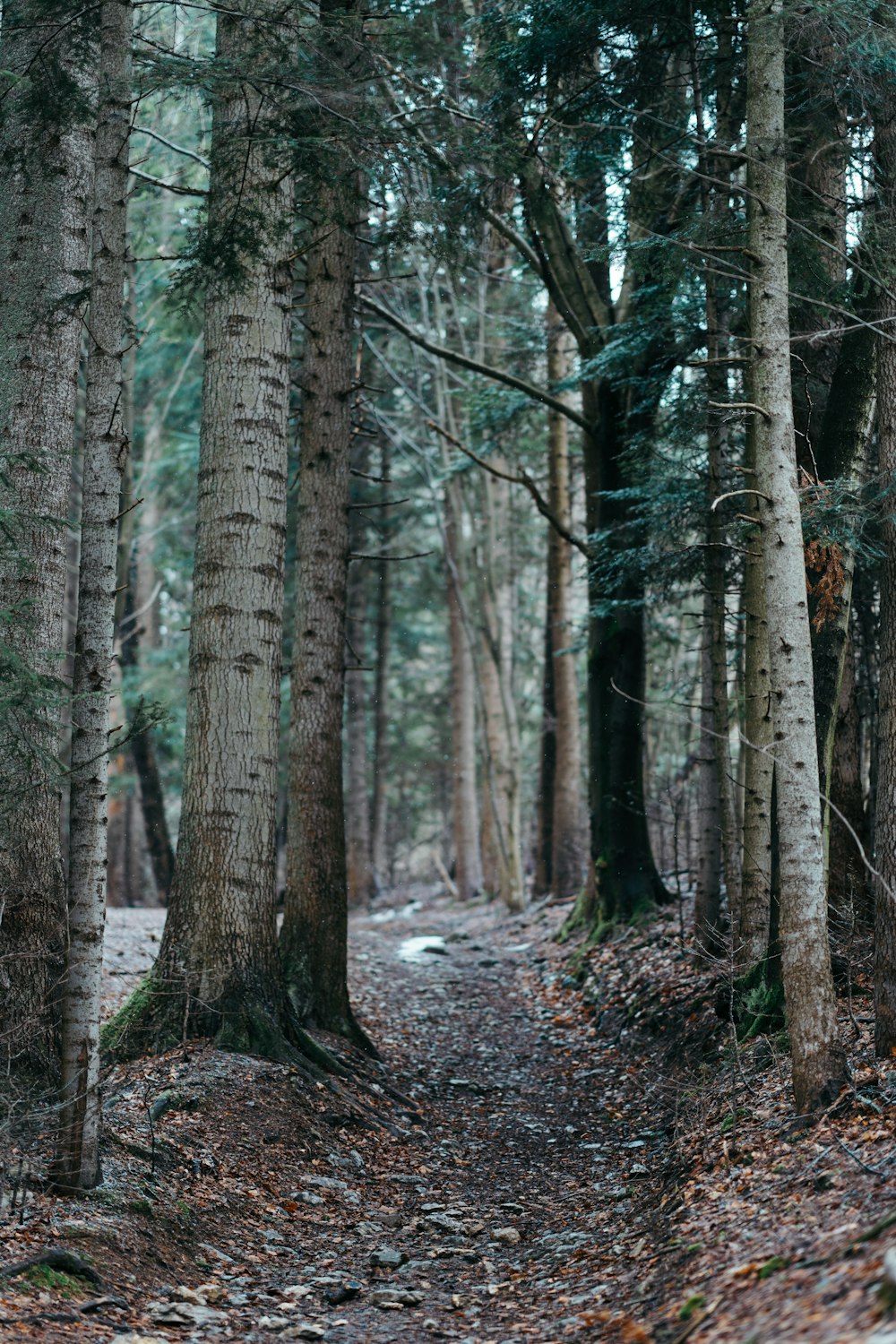 a path through a forest with lots of trees