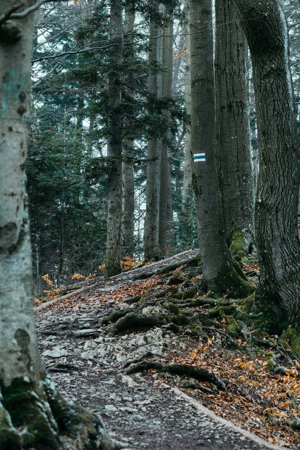 a person riding a bike on a trail in the woods