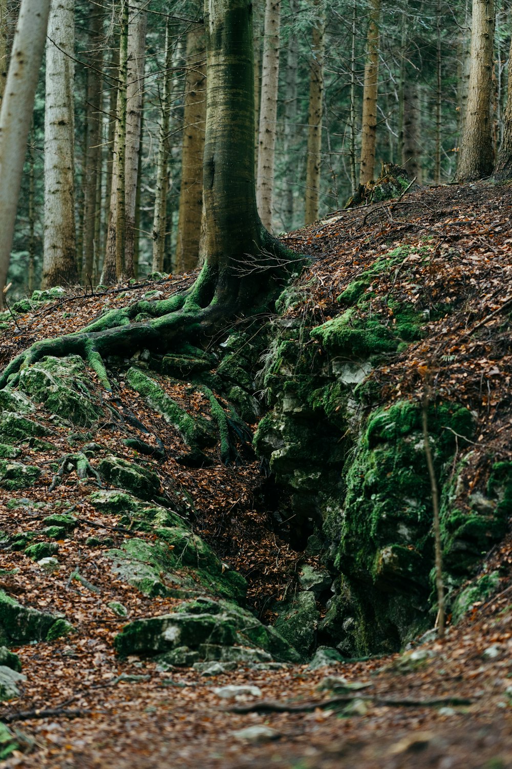 a forest filled with lots of trees covered in green moss