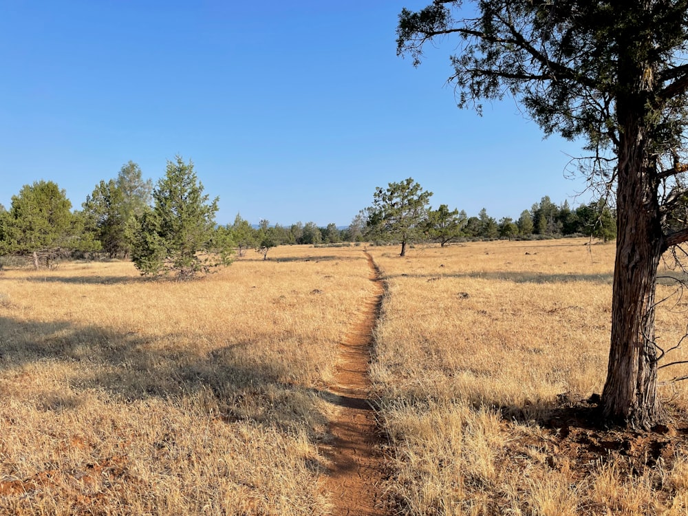 a dirt path in the middle of a field